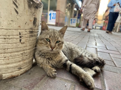 A relaxed cat with striped fur and green eyes rests against a weathered, paint-splattered bucket on a paved street. In the background, people in casual clothing walk along a busy urban setting, with storefront displays and signage visible.