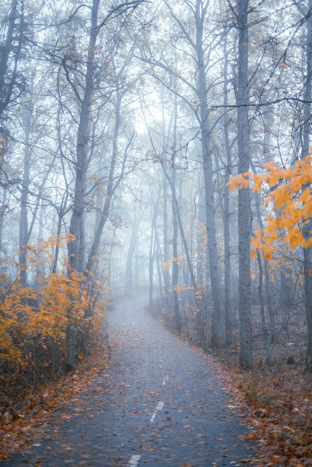 a foggy path in the middle of a forest