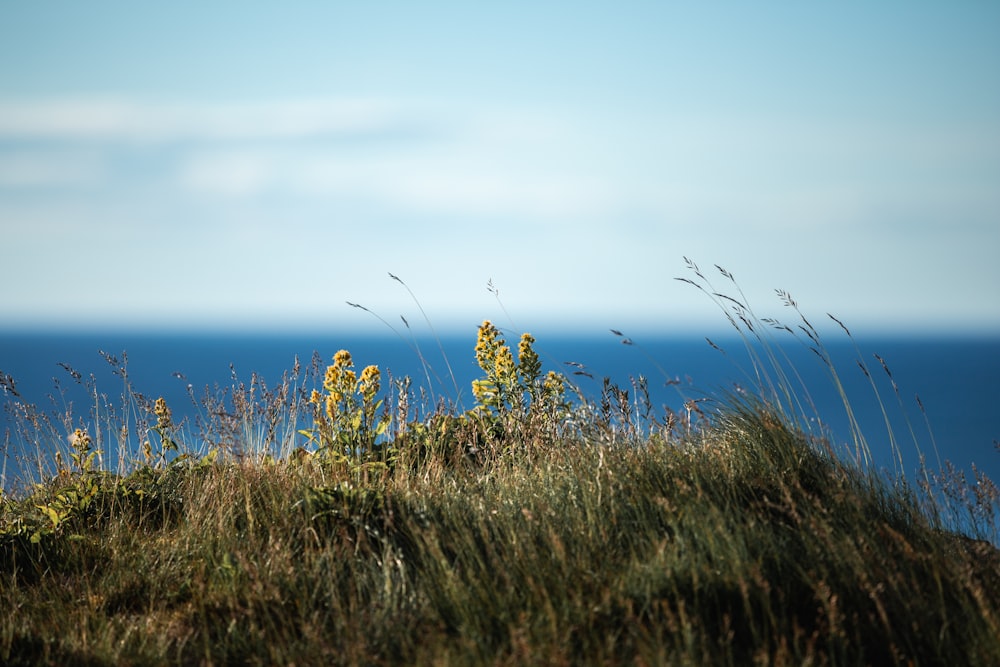 a view of the ocean from the top of a hill