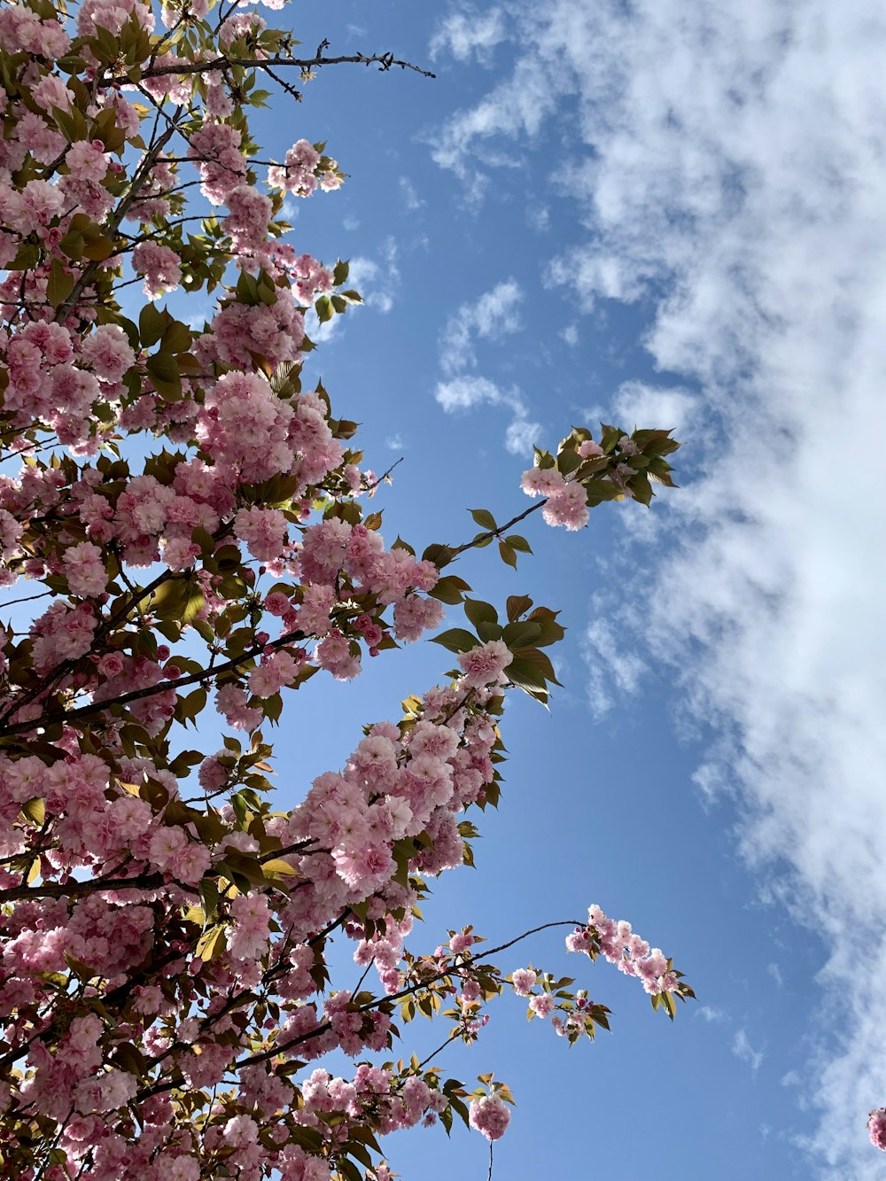 pink flowers are blooming on the branches of a tree