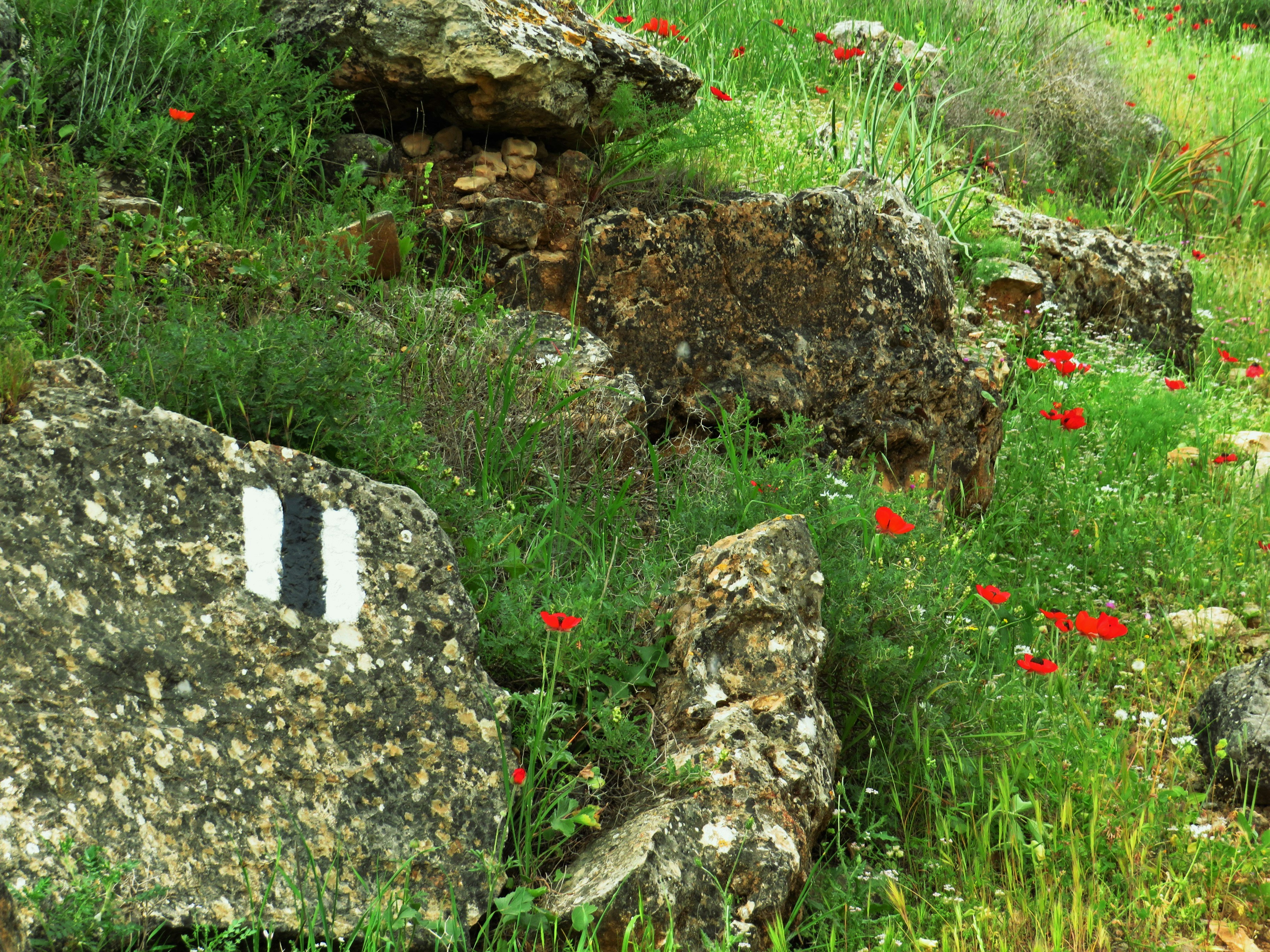 The Warrior Women of the Scythians: Graves of the Amazons (image credits: unsplash)