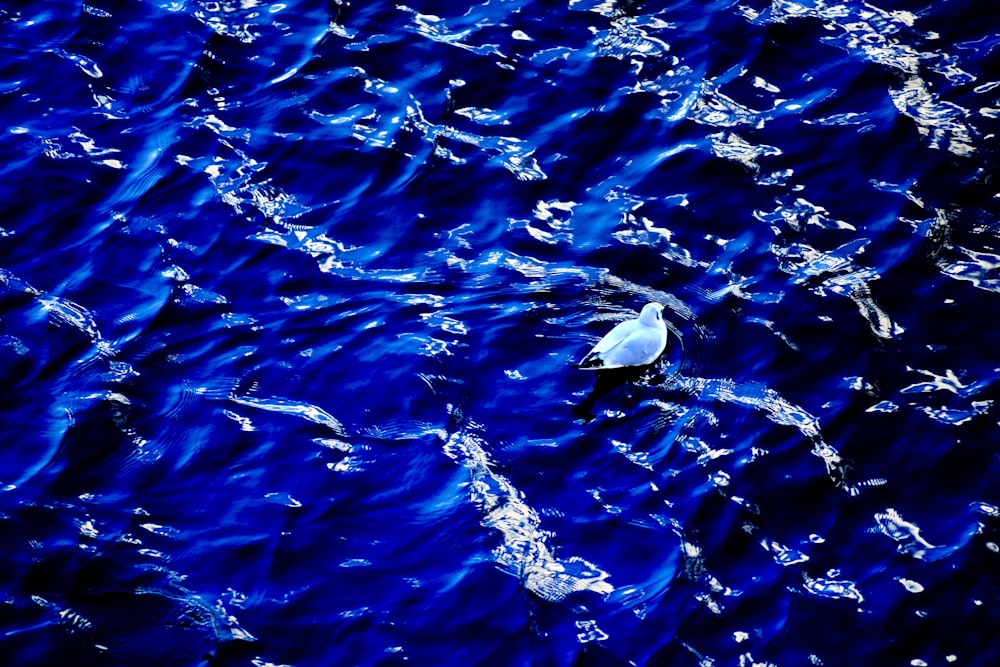 a seagull floating in the water near the shore