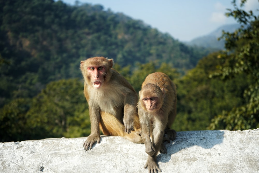 a couple of monkeys sitting on top of a stone wall