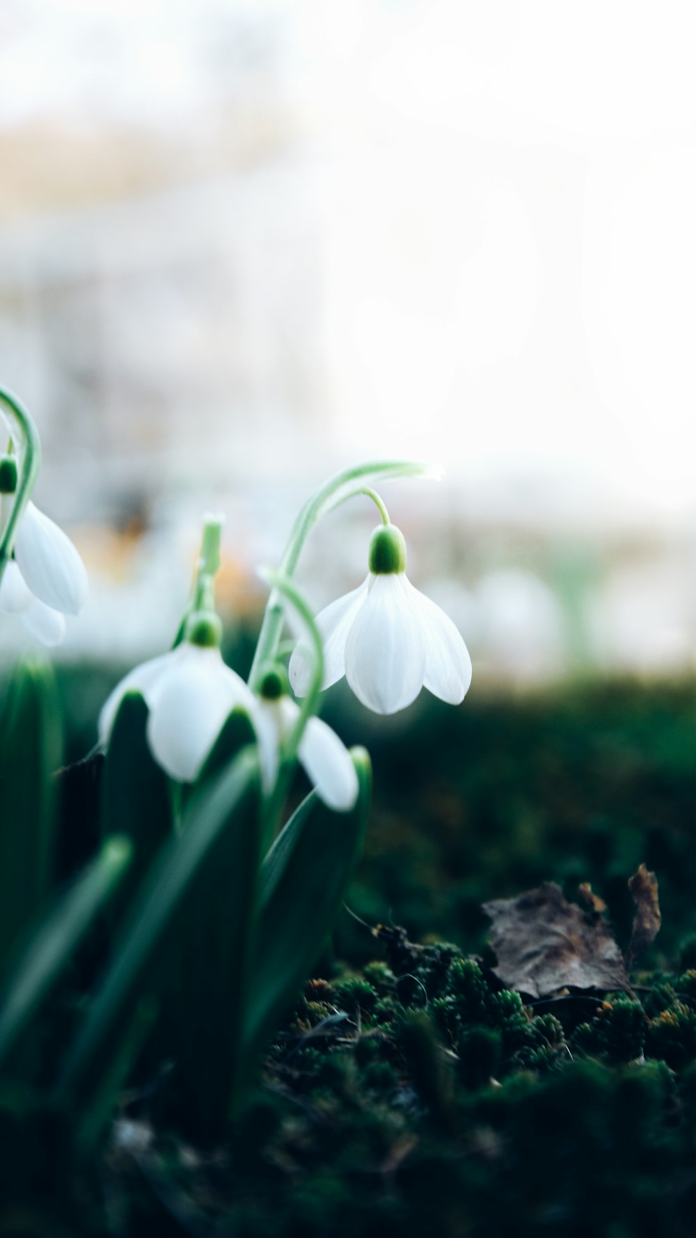 a group of white flowers sitting on top of a patch of grass