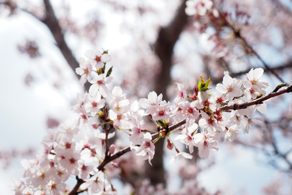 a close up of a tree with white flowers