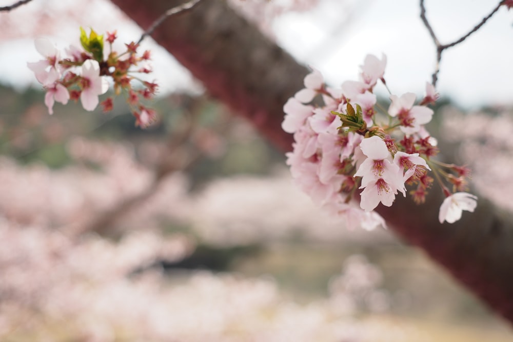 a branch of a cherry tree with pink flowers