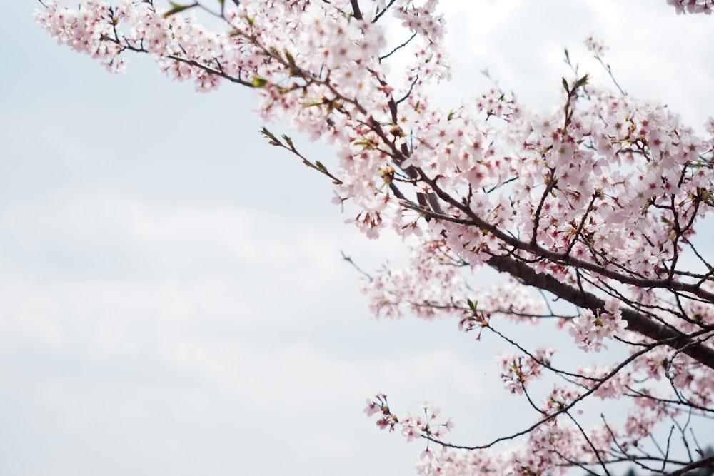 a tree with lots of pink flowers on it