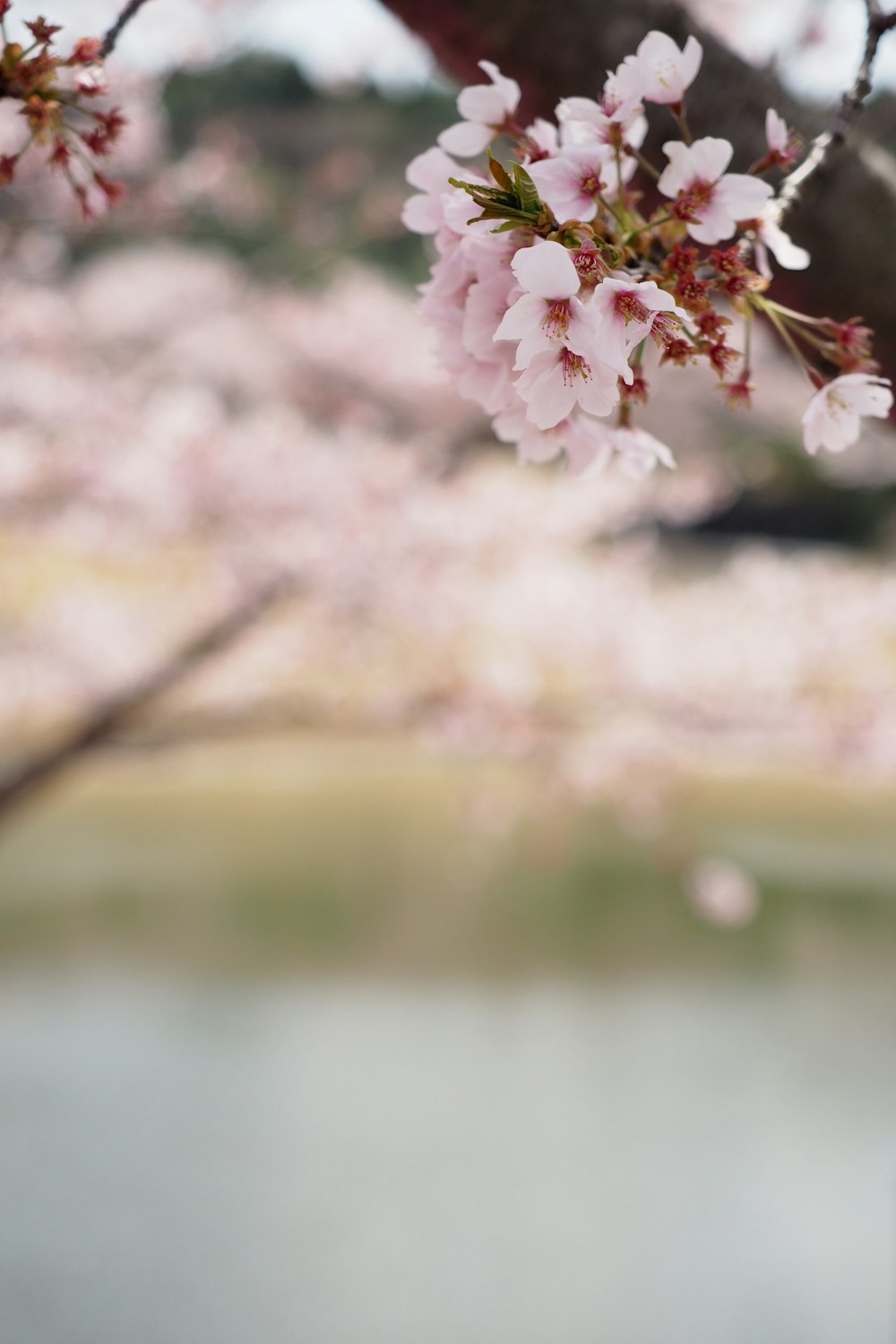a branch of a cherry blossom tree with water in the background