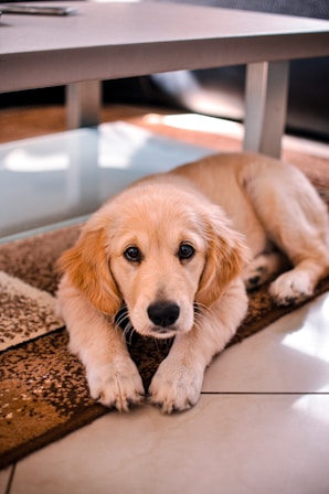 chiot golden retriever sur son tapis