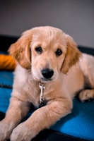 A young golden retriever puppy with soft, light golden fur is lying down, looking directly at the camera with gentle eyes. The puppy is wearing a collar with a tag, and it rests on a blue surface with a small rope visible near its paws. In the background, there's a hint of an orange object.