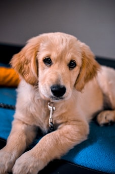 A young golden retriever puppy with soft, light golden fur is lying down, looking directly at the camera with gentle eyes. The puppy is wearing a collar with a tag, and it rests on a blue surface with a small rope visible near its paws. In the background, there's a hint of an orange object.