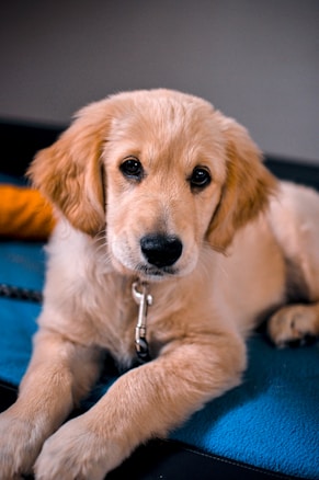 A young golden retriever puppy with soft, light golden fur is lying down, looking directly at the camera with gentle eyes. The puppy is wearing a collar with a tag, and it rests on a blue surface with a small rope visible near its paws. In the background, there's a hint of an orange object.