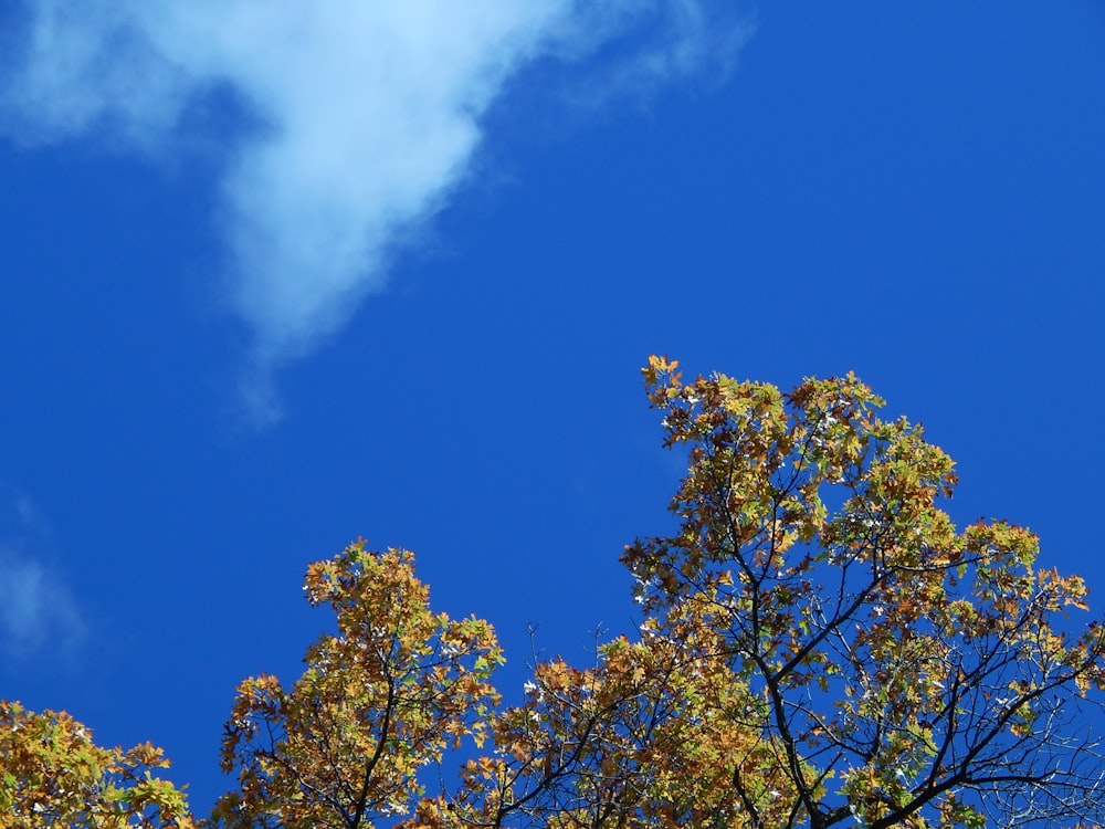 a blue sky with some clouds and some trees