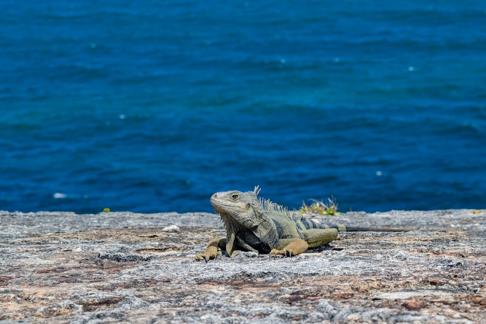 an iguana sitting on a rock next to the ocean