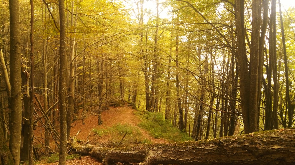 a dirt path in the middle of a forest