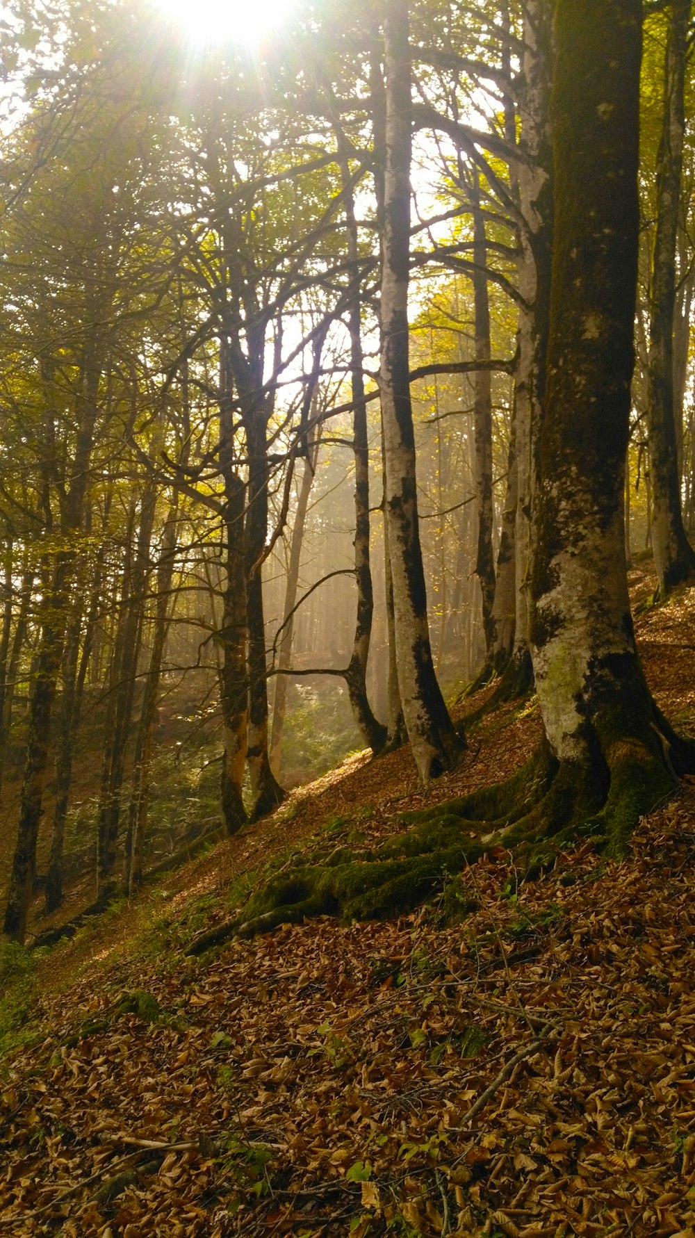 the sun shines through the trees in the forest