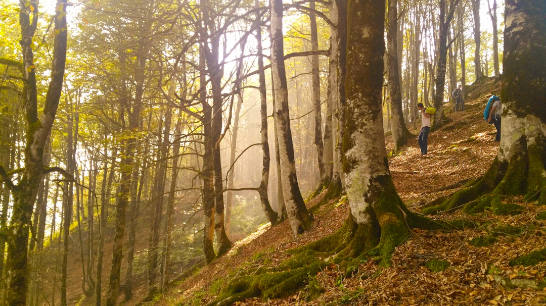 Sunlit broadleaf trees and a leaf-covered path in Qaleh-Roudkhan forest, Iran