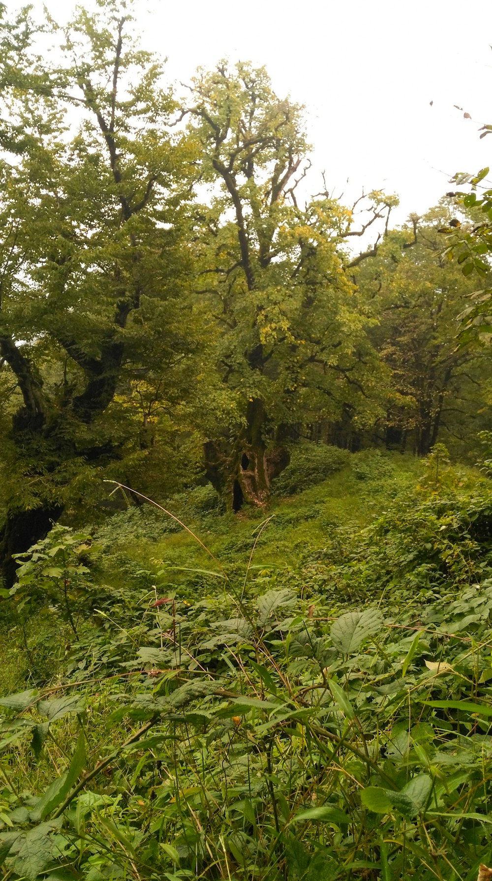 a lush green forest filled with lots of trees