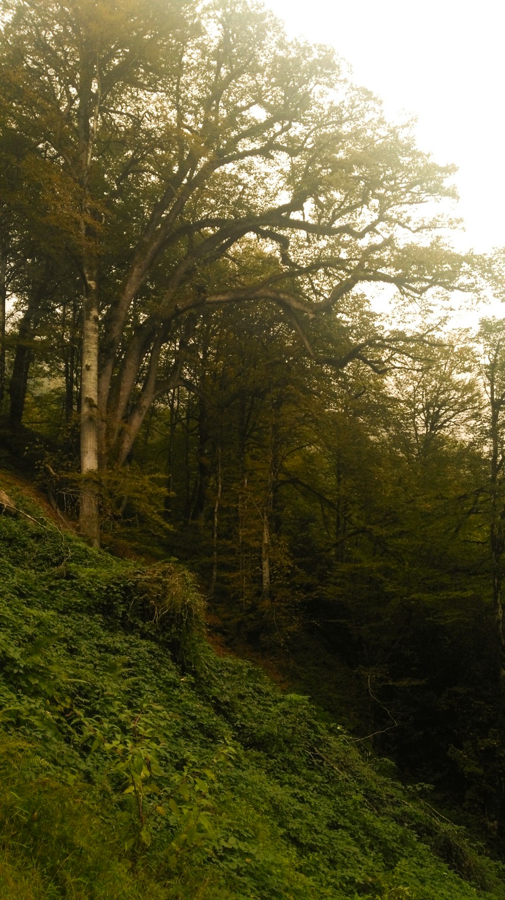 a bench on a grassy hill with trees in the background