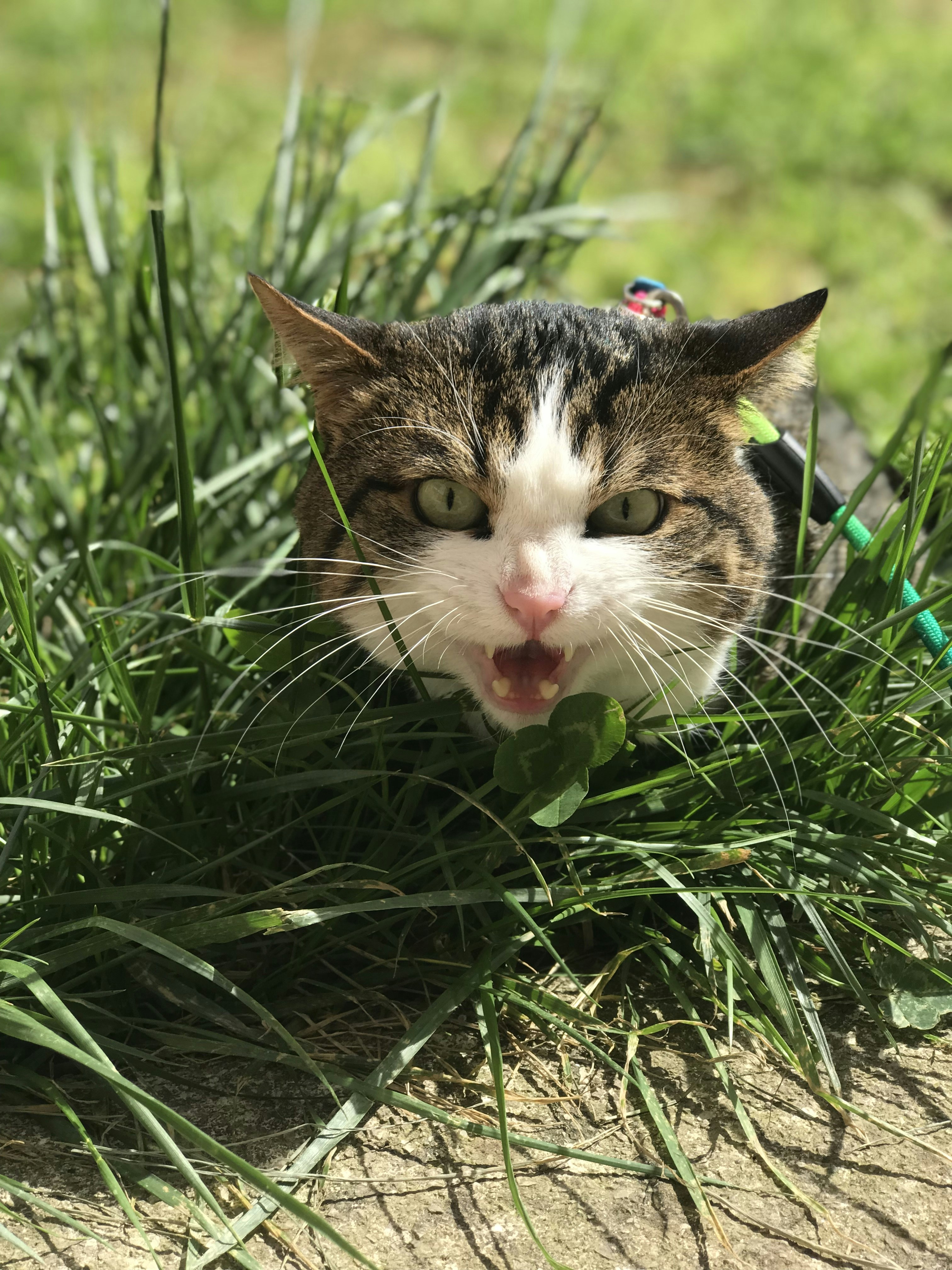 eine Katze, die im Gras liegt