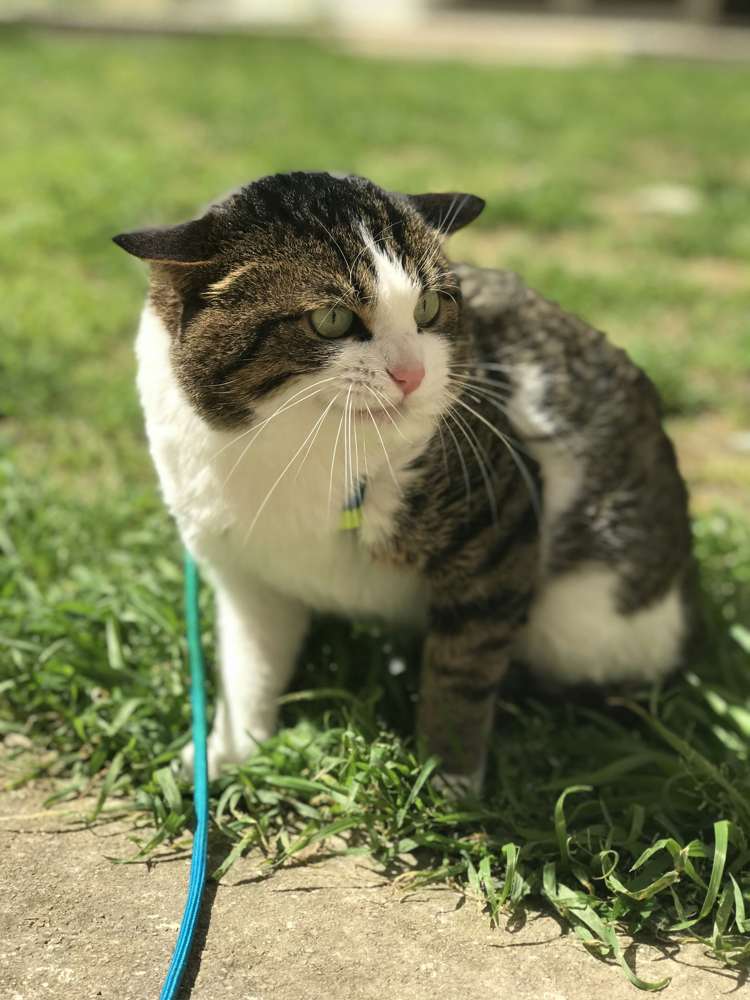 Eine Katze, die mit einer blauen Leine im Gras sitzt