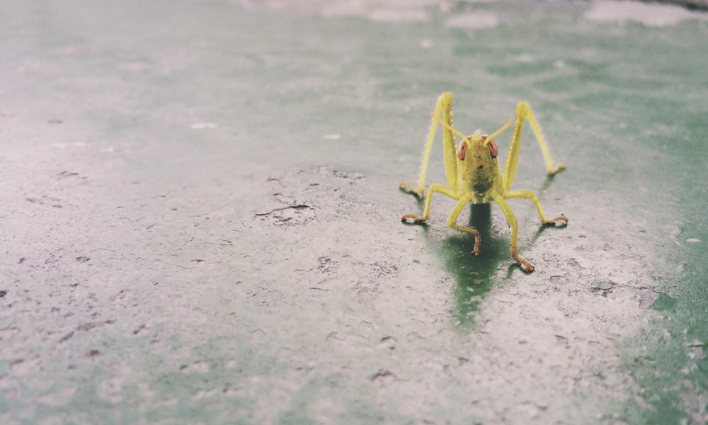 a close up of a yellow spider on ice