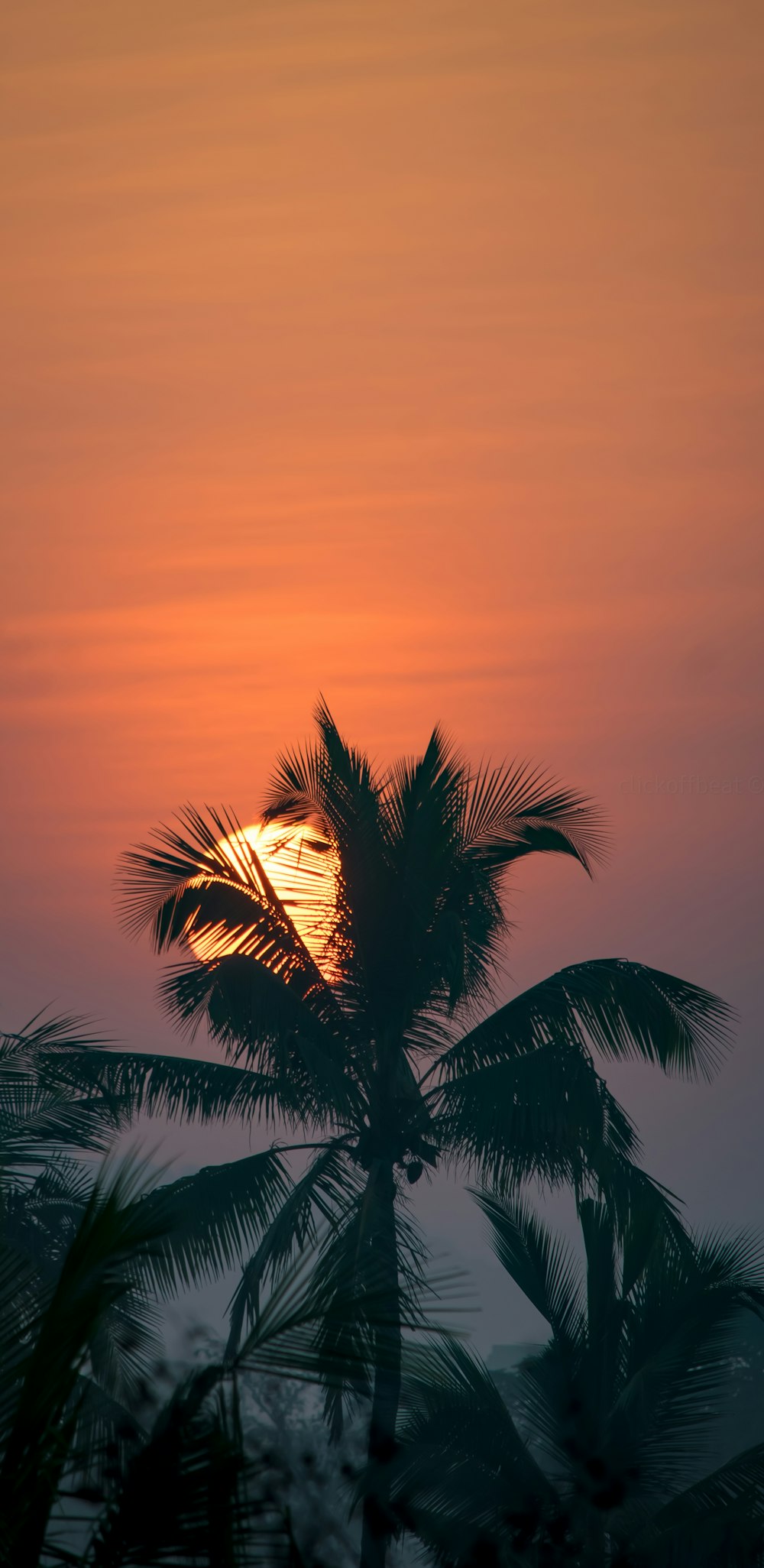 the sun is setting behind a palm tree