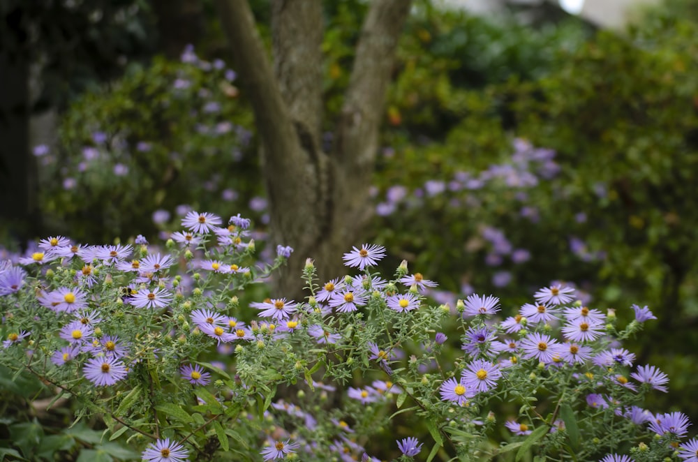 Un ramo de flores púrpuras en un jardín