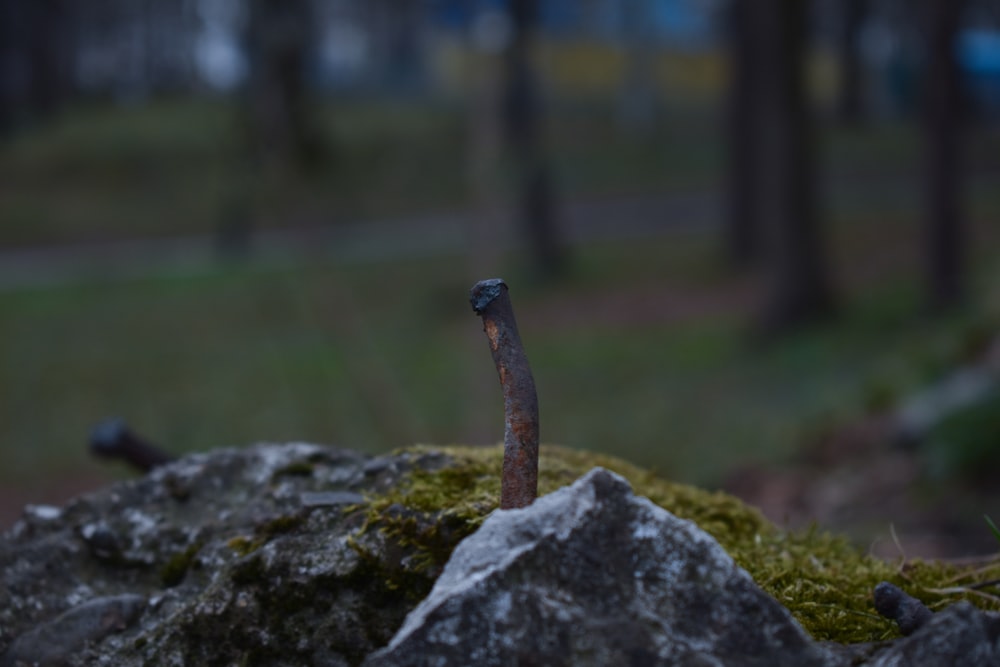 a snake is standing on a rock in the woods