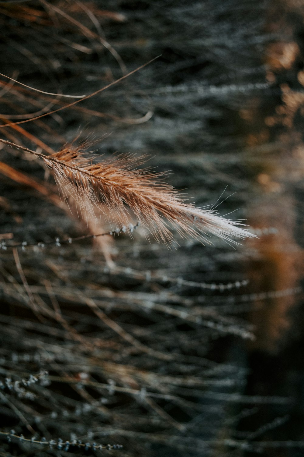 a close up of a feather on a branch