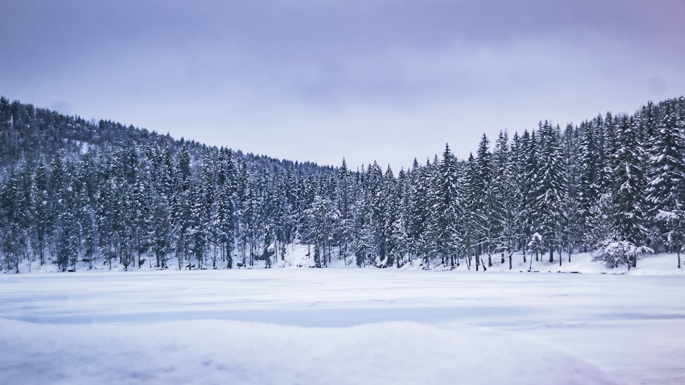 a snow covered field with trees in the background