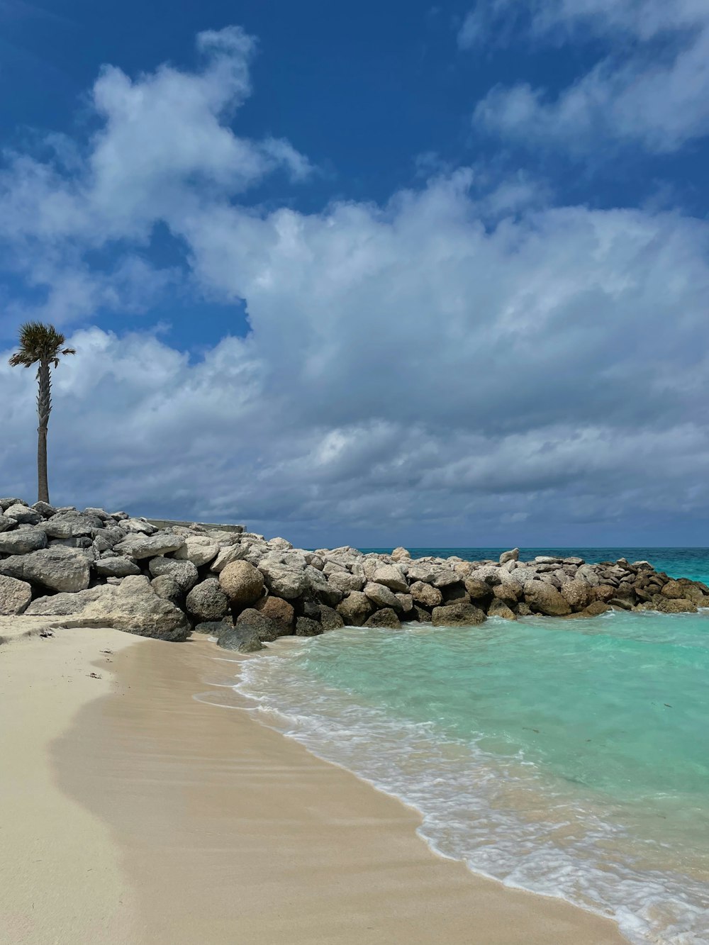 a sandy beach with a palm tree next to the ocean