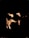 A Holstein cow is partially illuminated against a dark background, highlighting its distinct black and white markings.