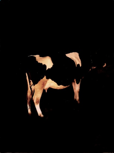 A Holstein cow is partially illuminated against a dark background, highlighting its distinct black and white markings.