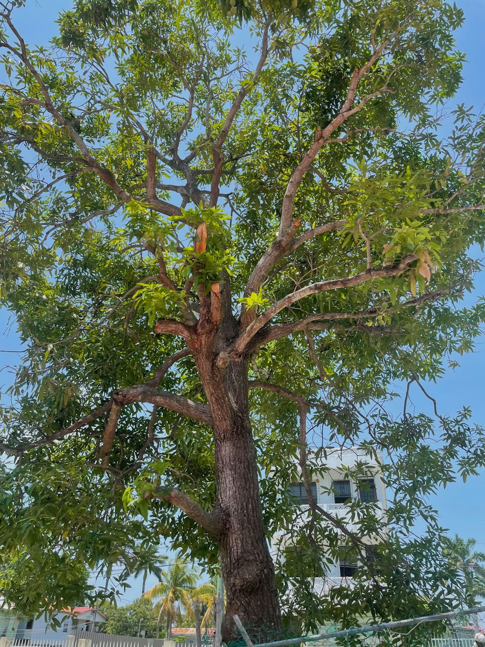 a large tree with lots of green leaves