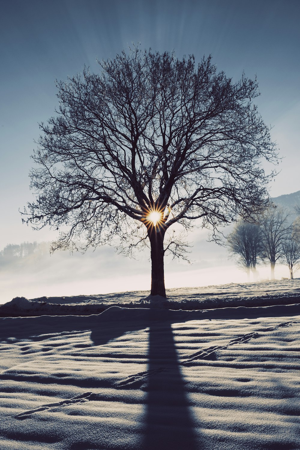 a lone tree in the middle of a snowy field