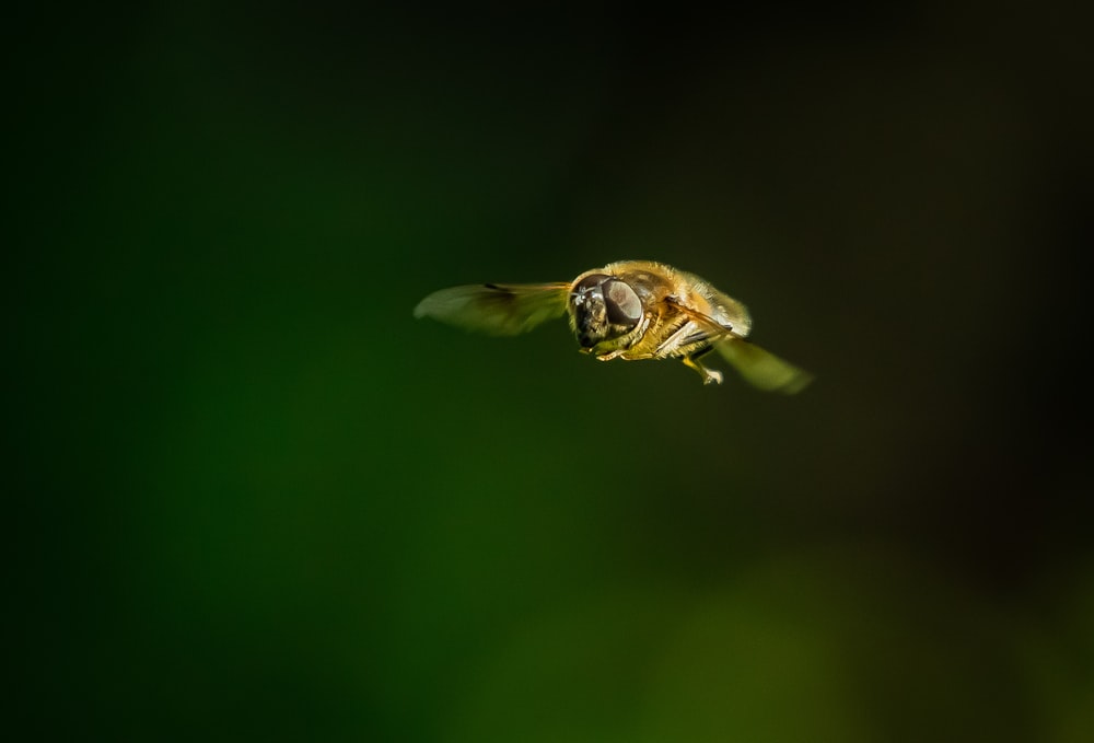 a close up of a bee flying in the air