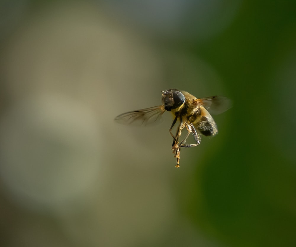 a close up of a bee flying in the air
