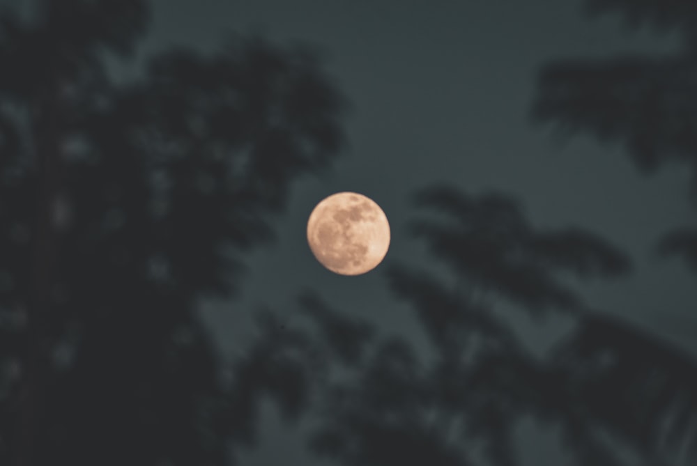 a full moon is seen through the trees