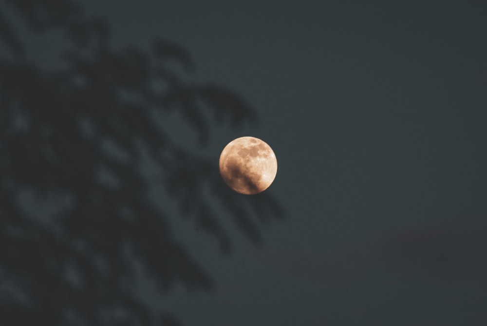 a full moon seen through the branches of a tree