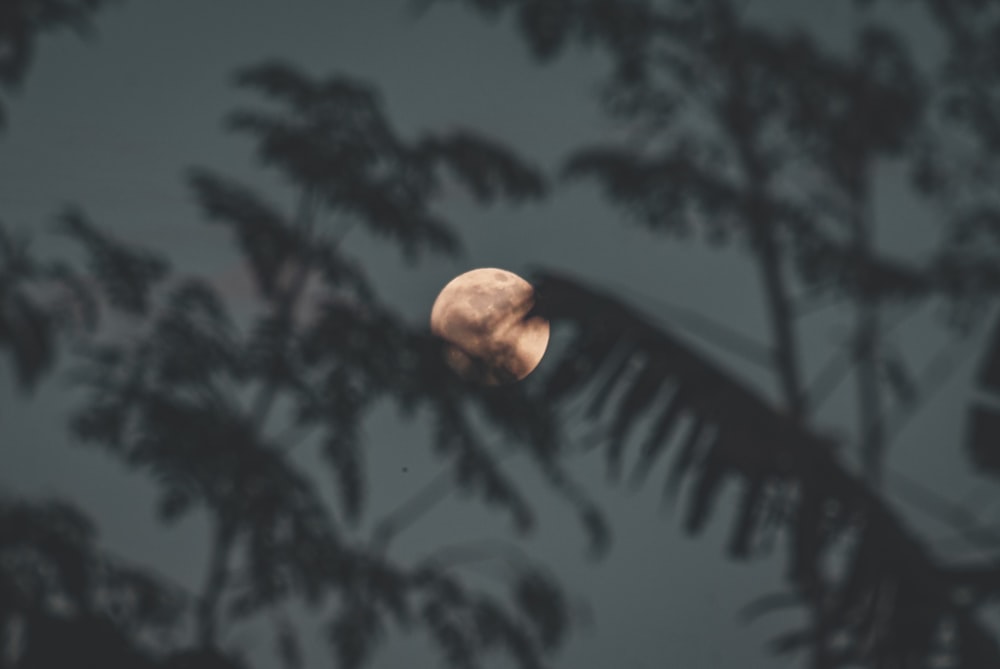 Una luna piena vista attraverso i rami di un albero