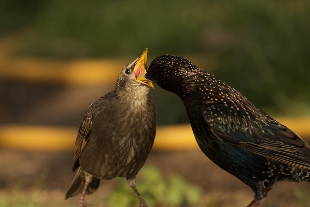 a couple of birds standing next to each other