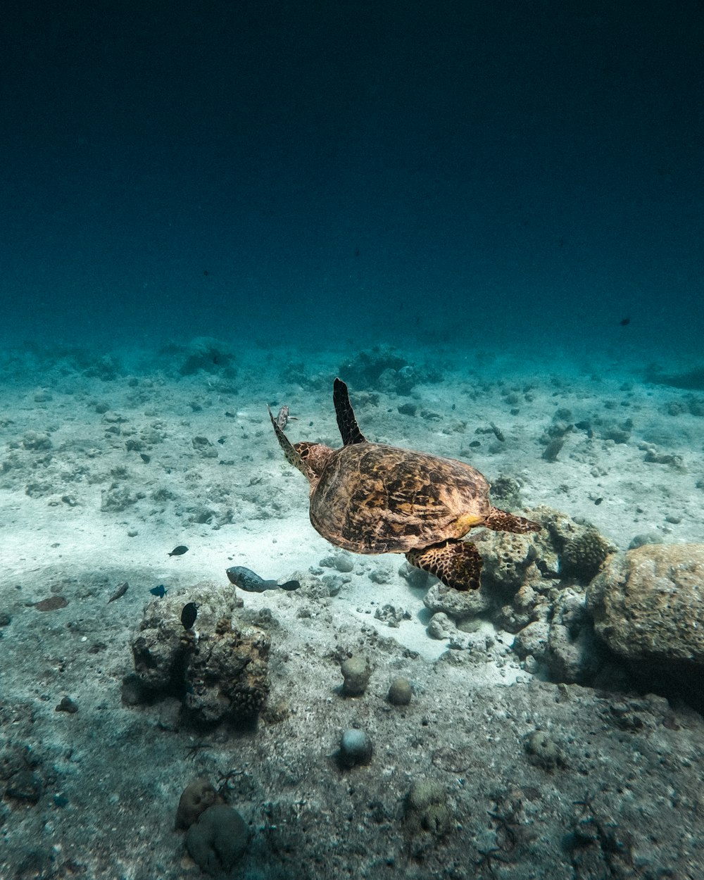 a turtle is swimming on the ocean floor