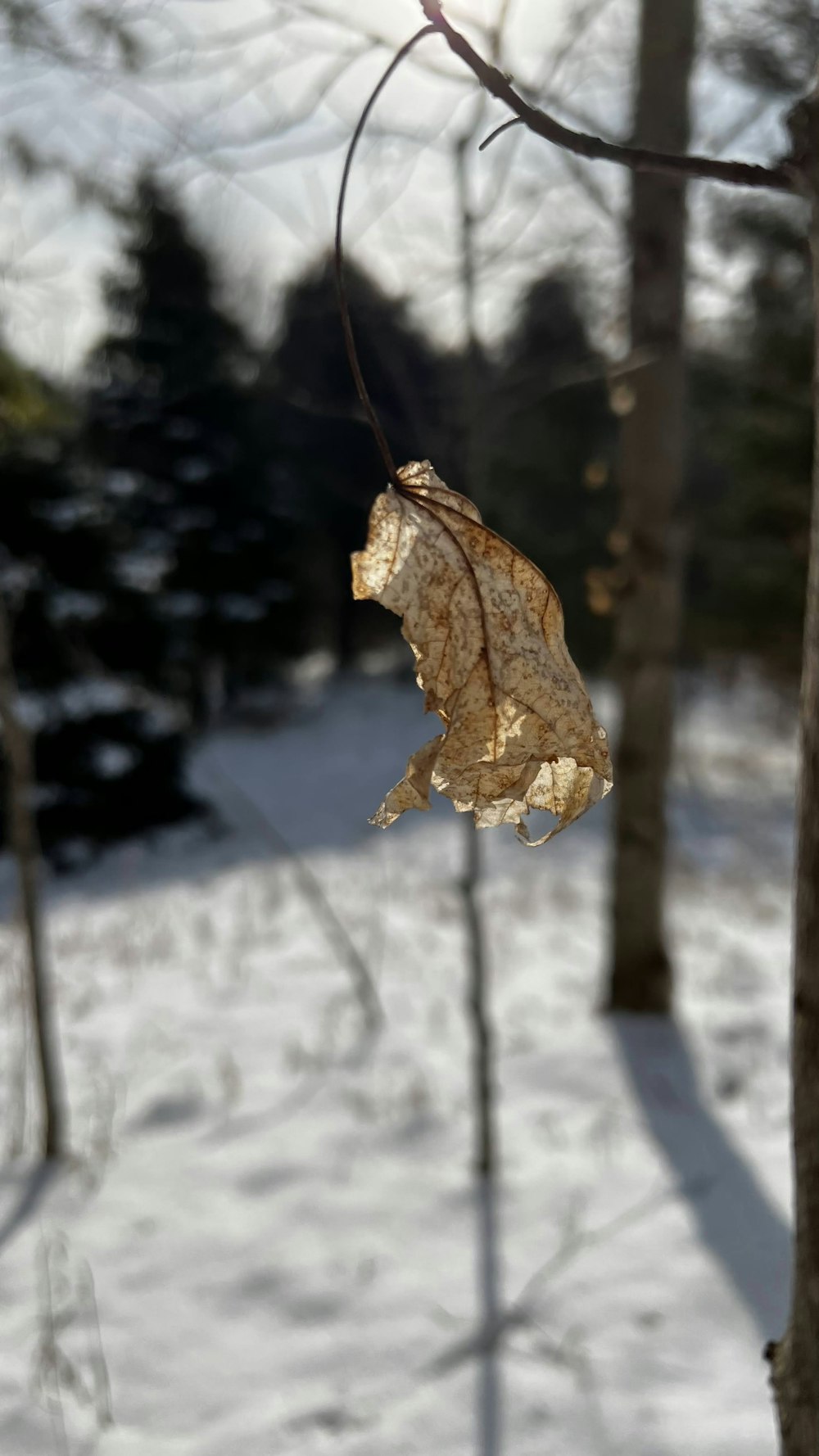 a leaf hanging from a tree in the snow