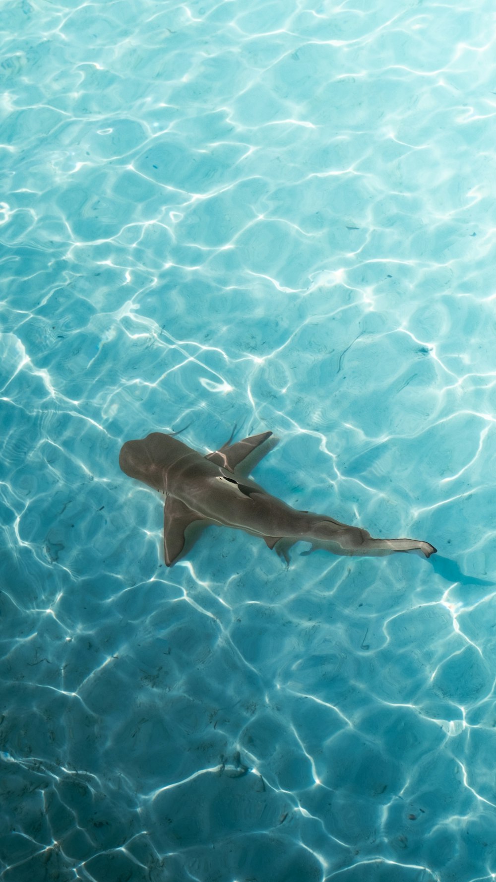 a shark swimming in a pool of water
