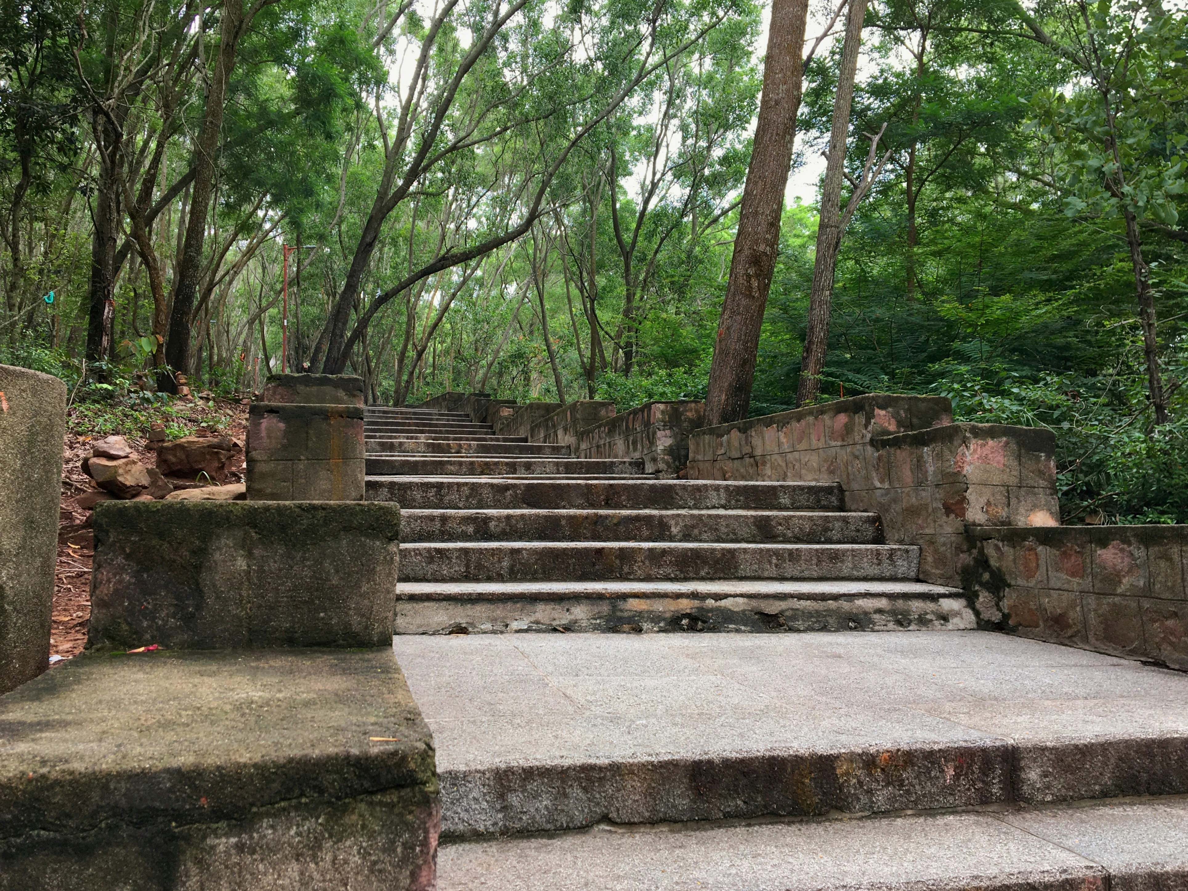 A set of stone steps leading up to a forest photo – Free Grey Image on ...