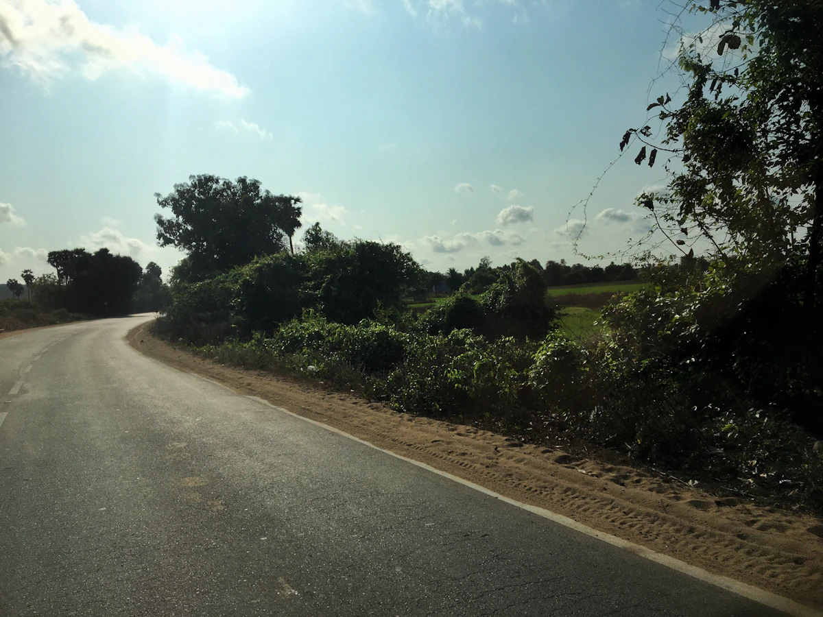 A rural road in the morning sun