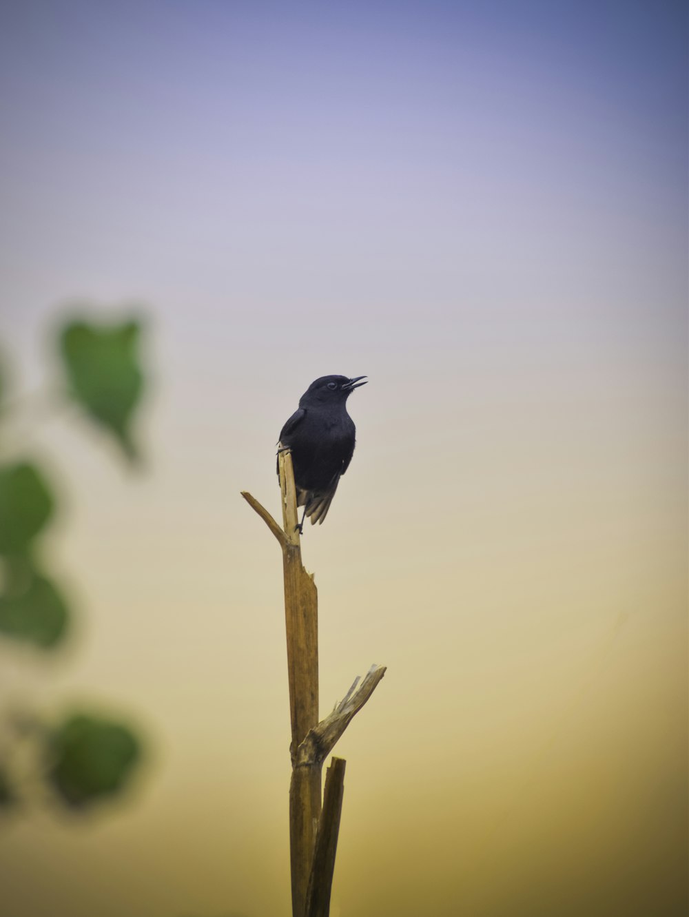 Un pájaro negro sentado en la cima de la rama de un árbol