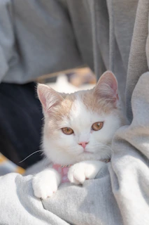 A fluffy cat lounging comfortably in a soft, custom-fit pink hoodie with playful patterns