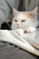 A fluffy white cat comfortably lounging in a cute, pastel-colored hoodie.